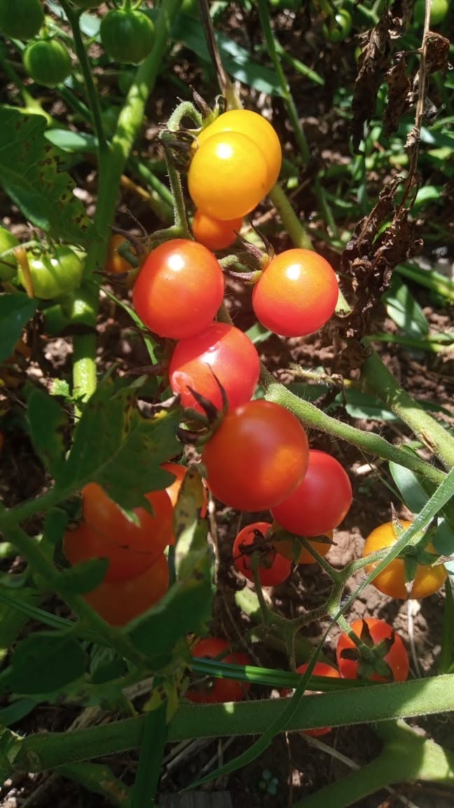 Colheita de tomate grape